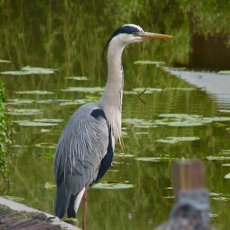 Rustig Gelegen Chalet Kapeki Met Tuin Aan Het Water Geel Luaran gambar
